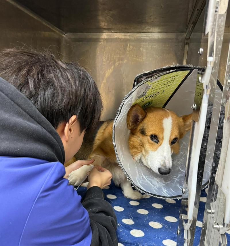 狗狗胰腺炎复发的症状及预防措施（了解胰腺炎的常见症状，预防复发是关键）