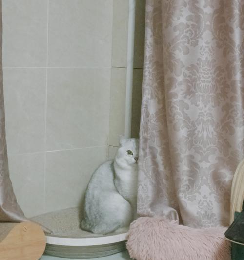 猫咪生育率与影响因素（揭秘猫咪生育的奥秘，从品种到环境）