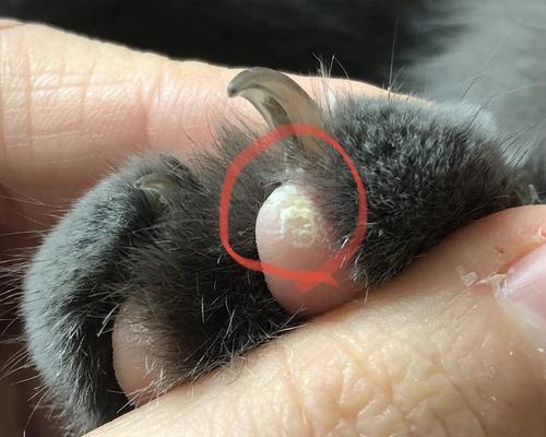 猫咪脚趾癣（详解猫咪脚趾癣的症状、治疗方法以及预防措施）