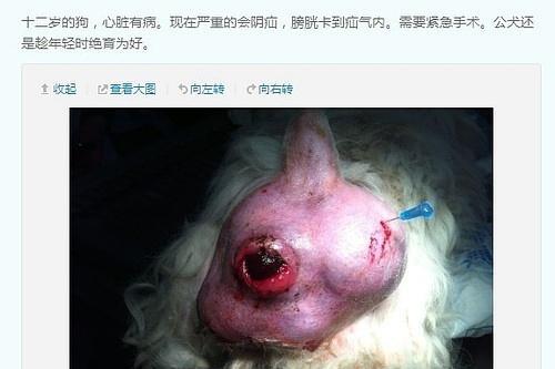 宠物节育，让猫狗健康快乐（为什么要给宠物进行节育，如何正确进行宠物节育？）