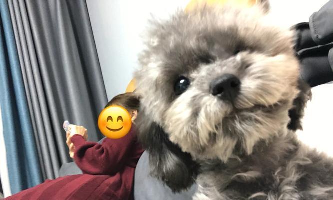 揭秘泰迪尴尬期（泰迪尴尬期是什么意思？尴尬期的特征和应对方法一览）