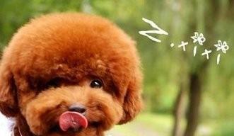 泰迪犬快速生长的饮食攻略（探索让泰迪犬迅速成长的健康饮食方法）