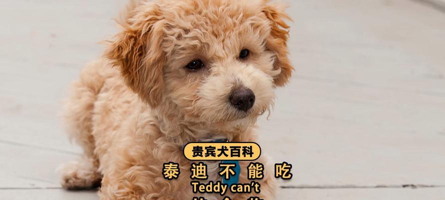 以泰迪吃什么毛毛长的快？（探究泰迪狗狗生长毛毛的关键饮食需求）