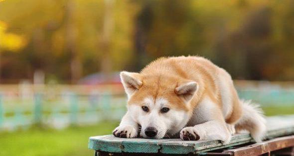 选择家养犬只的优秀品种及原因（了解适合在家养的犬只和养狗的注意事项）