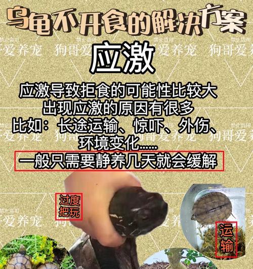 乌龟的饮食习性及适宜食物选择（了解乌龟的饮食需求，助其健康成长）