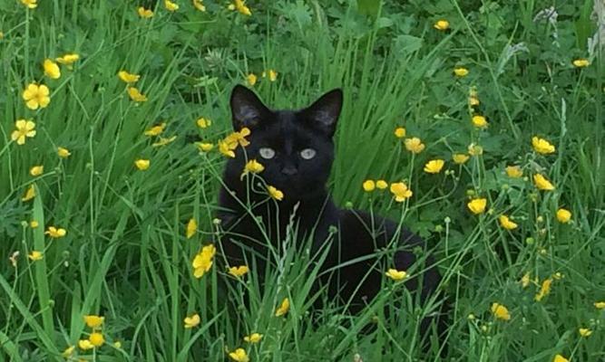 喜欢什么？小猫的世界（探索小猫的喜好与爱好）