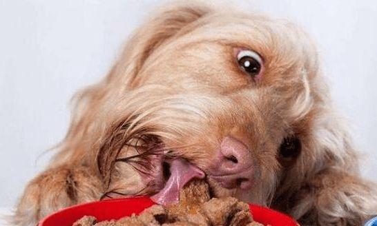 狗狗增肥的秘诀——让你的宠物更健康（以狗吃点什么能长胖点？）