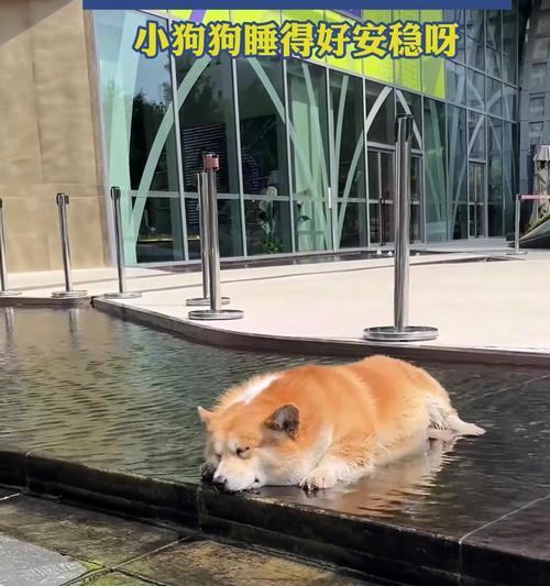 狗趴着睡的奥秘解析（揭开狗为何偏爱趴着睡的神秘面纱）