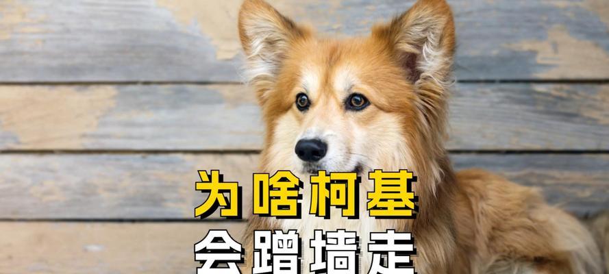 小狗狗为什么鼻子热（揭秘小狗鼻子温度的原因）