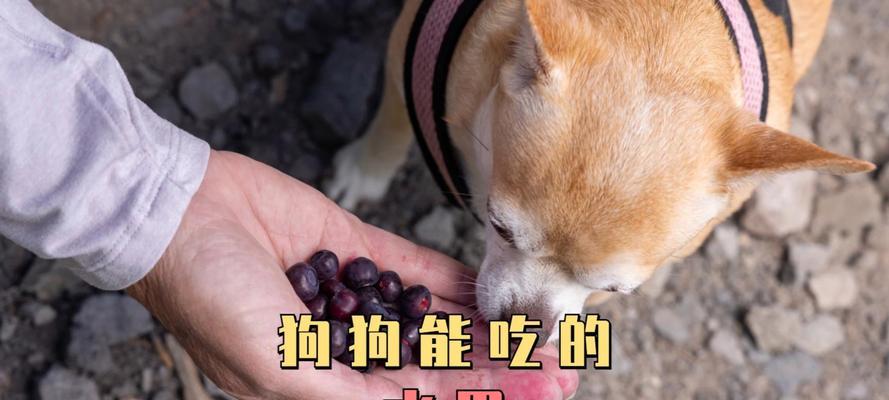 狗发烧怎么办？给狗吃什么水果好？（狗发烧的原因、狗发烧可吃的水果、为狗降温的注意事项）