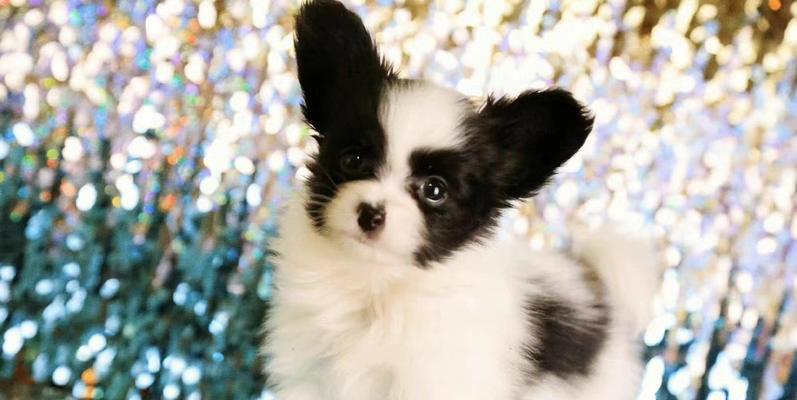 蝴蝶犬打疫苗的重要性与时间安排（保护爱宠健康的基本措施）