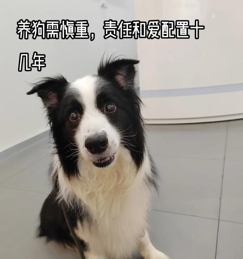 为什么有的人不适合养狗？（探讨养狗需要的条件和责任）