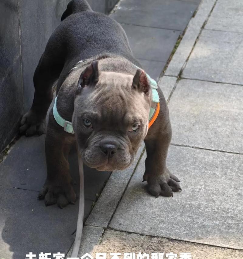 恶霸犬（了解恶霸犬的主要特点及养护要点）