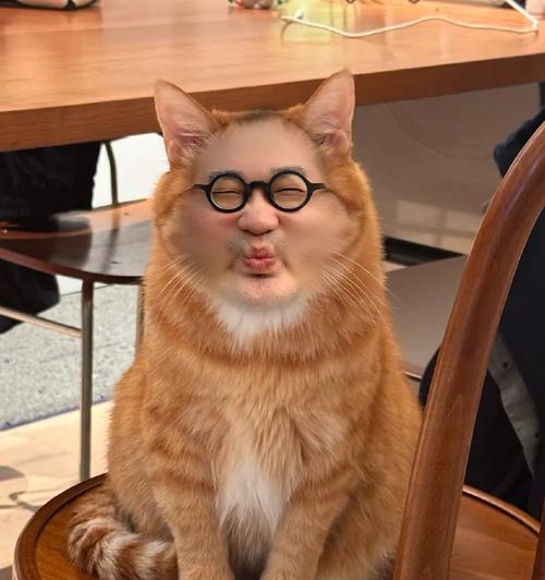 小猫的快乐生活（以小猫咪为主题的日常点滴）