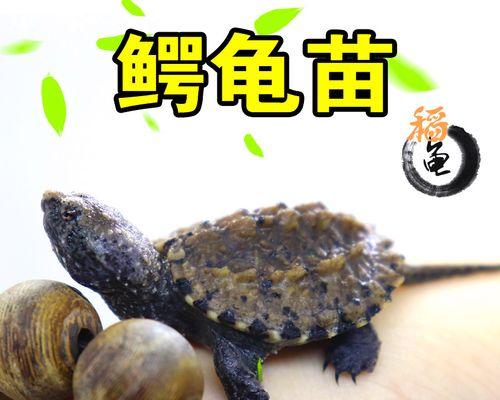 第一代杂黑龟价格走势（了解杂黑龟市场价格及关键因素）