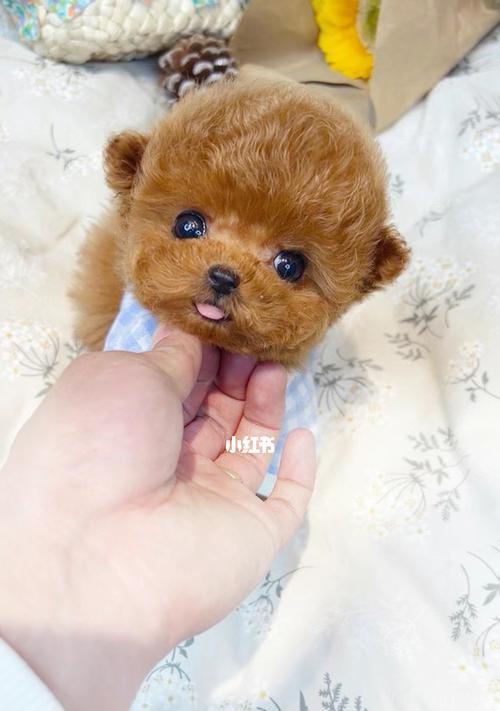 探索泰迪犬的优秀品相——饱满毛发、聪明可爱（泰迪犬的优秀品相特征及养护技巧）