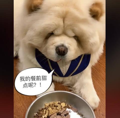 松狮小时候的饮食习惯（了解松狮犬幼年期的营养需求与饮食习惯）