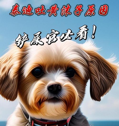 揭秘泰迪的色心之谜（探究泰迪犬为何喜欢展露色心的原因）