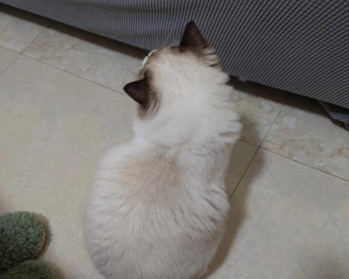 母猫突然粘人预示什么？（探寻母猫突然粘人的原因及意义）