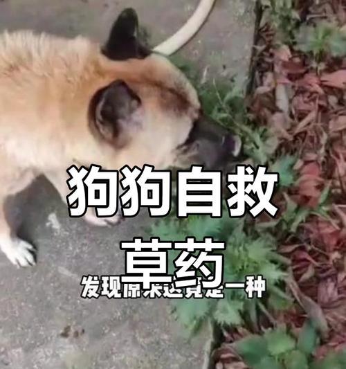 为什么狗会出去吃草？（探索狗狗吃草的原因和影响）
