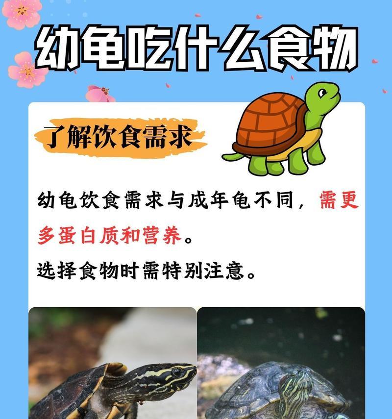 乌龟喜欢吃什么？——揭秘乌龟的饮食偏好（了解乌龟喜欢吃的食物种类，助你更好地照料你的小伙伴）