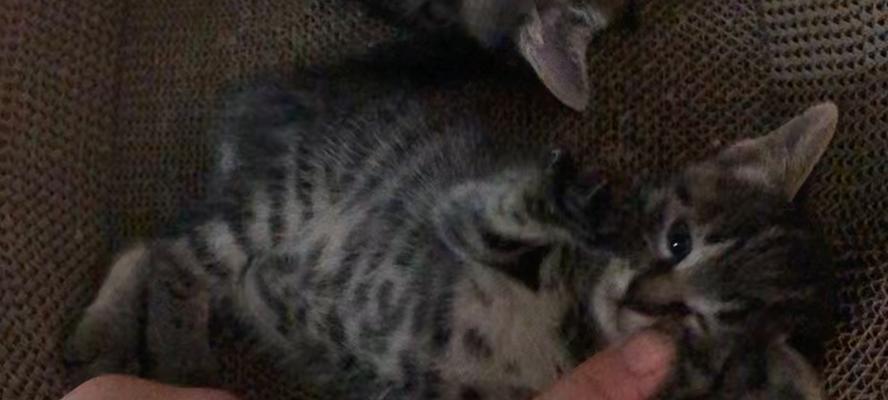 猫咪半夜突然抓人的原因解析（深夜突袭的猫爪）