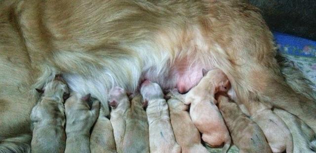 怀孕狗狗的注意事项（保护好母犬的健康，安心迎接新生命）