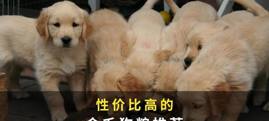 牛油果狗粮之选（探索牛油果狗粮品牌的优缺点与特色）