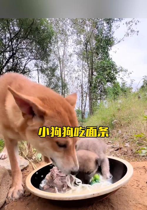 小狗吃饭的习惯与营养（了解小狗饮食习惯，养育健康的宠物）