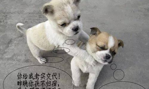 狗为什么喜欢蹭屎？（探索狗蹭屎行为的原因和意义）