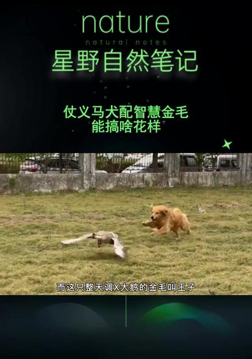 金毛配种的优秀选择与方法（为您解析金毛犬的最佳配种对象及配种方法）