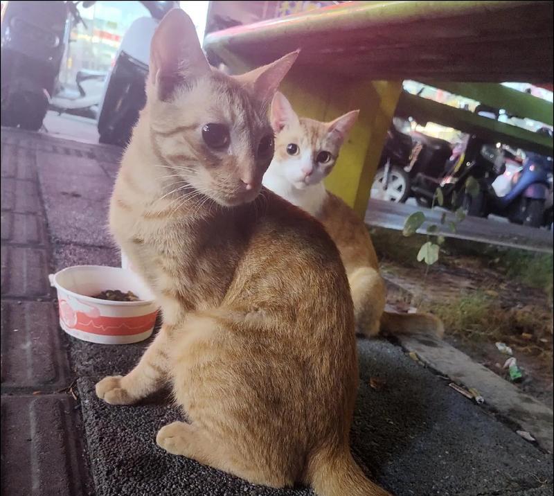 善待流浪猫狗（为流浪猫狗选择健康饮食，共同呵护它们的健康）