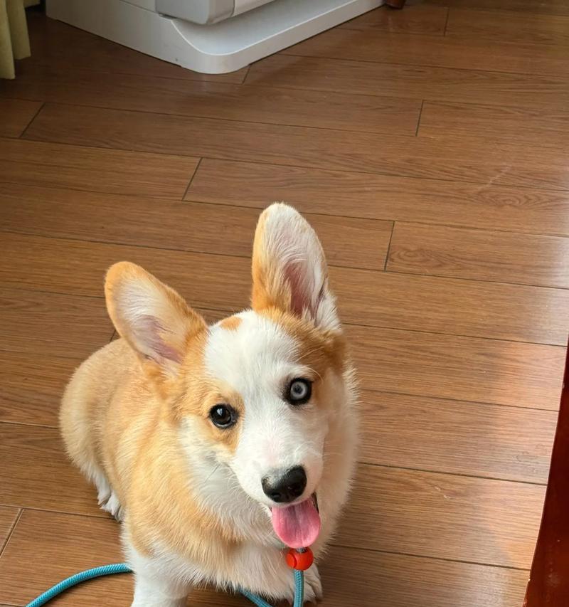 柯基狗——可爱而机灵的小短腿犬（探寻柯基狗的特点和魅力）