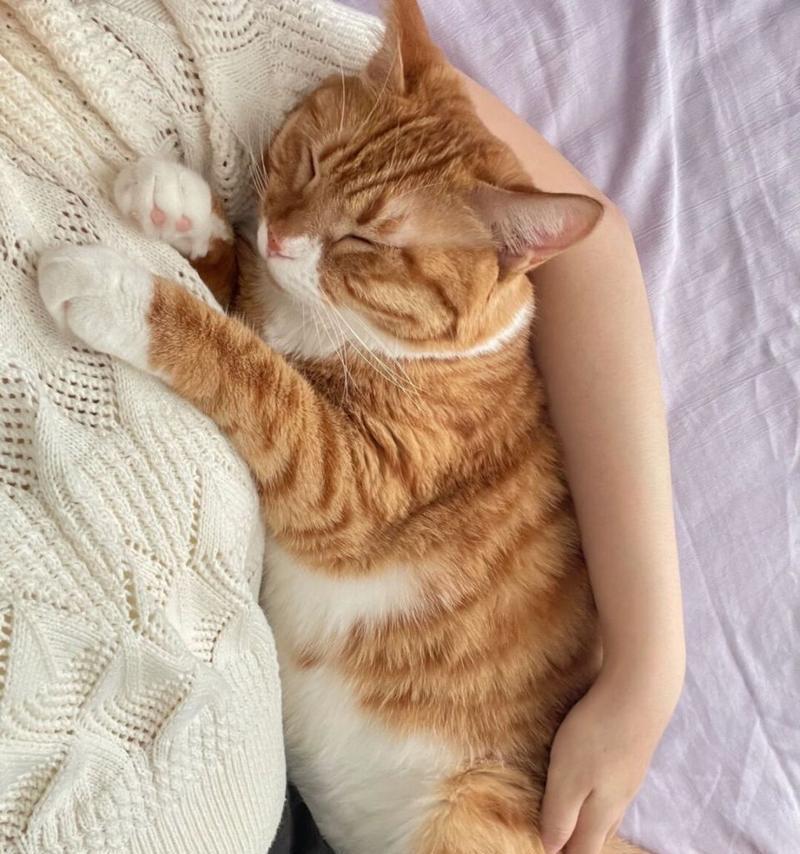 土猫的聪明之处（探究土猫聪明背后的秘密）