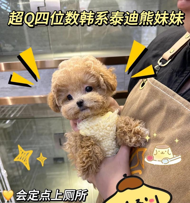 探索最佳泰迪熊品牌（为您推荐市场上最受欢迎的泰迪熊品牌）
