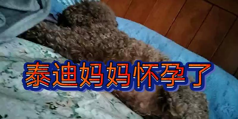 泰迪犬的繁殖周期与怀孕时间（了解泰迪犬的生育规律，合理安排繁殖计划）