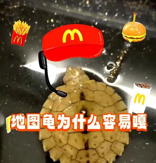 选择适合养殖的地图龟品种（探索地图龟中最受欢迎的品种及其特点）