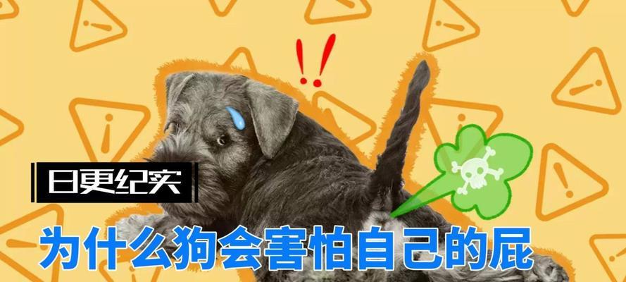 揭秘狗喜欢屁的原因（解析狗对屁的特殊偏好及心理原因）