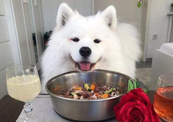 小萨摩一个多月的饮食指南（科学营养让你的小萨摩健康成长）