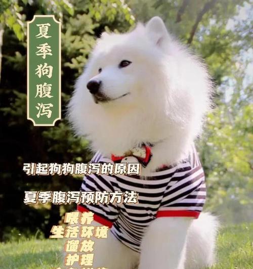 狗狗拉肚子怎么办？有效的饮食治疗方法（为你的宠物提供适合的饮食，帮助它恢复健康）