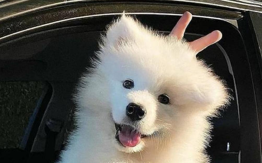 狗狗呕吐后应该吃什么？（为您的宠物提供正确的饮食和护理）