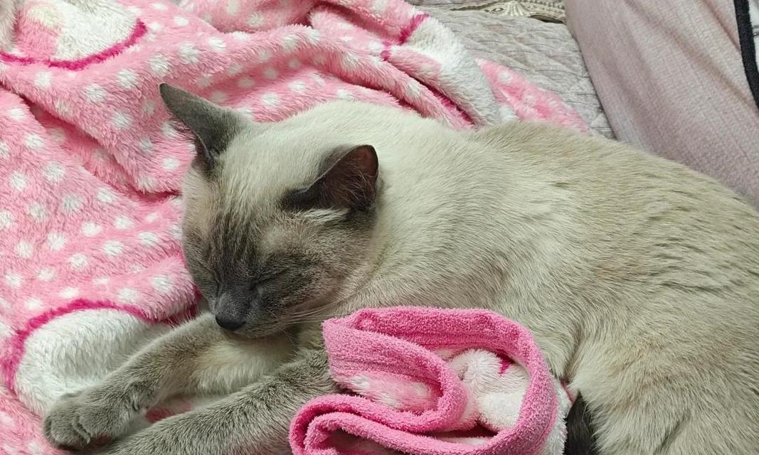 猫咪咳嗽的常见病因及治疗方法（了解猫咪咳嗽的原因和如何处理）