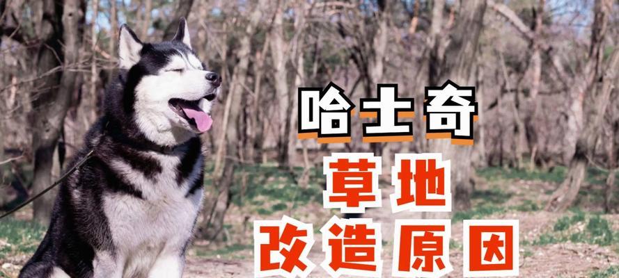 狗为什么爱刨土？（探究狗刨土行为的原因与意义）