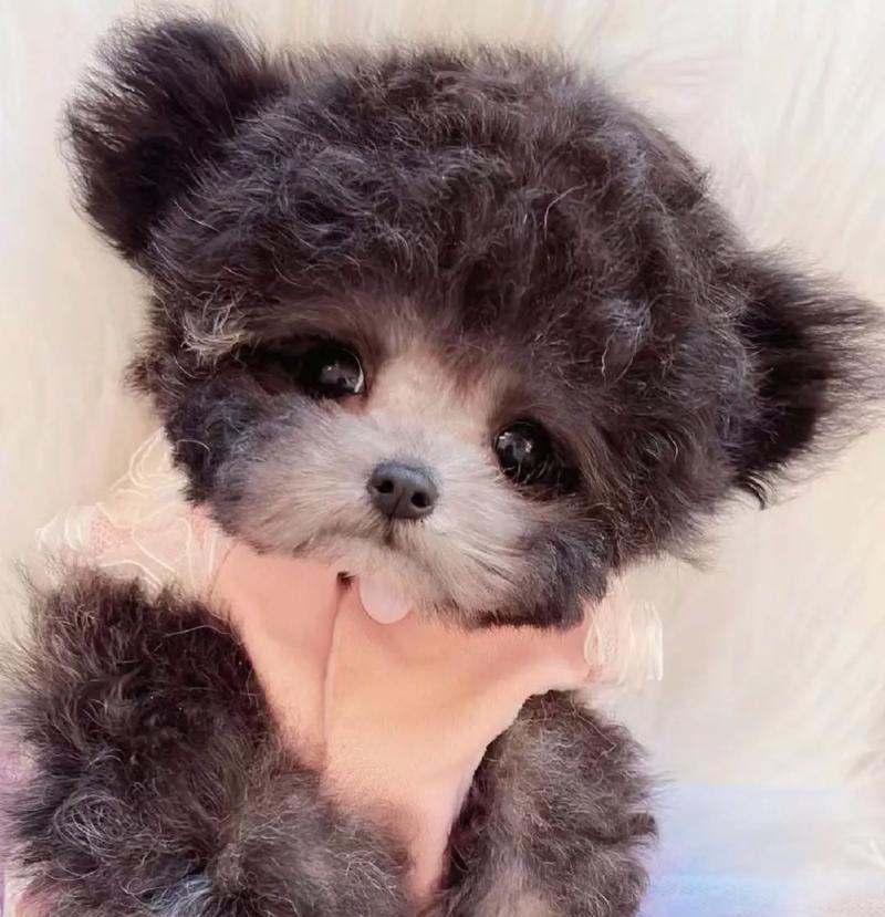 泰迪宠物犬3个月龄疫苗接种指南（全面保护，健康成长——泰迪宠物犬疫苗接种的重要性与注意事项）