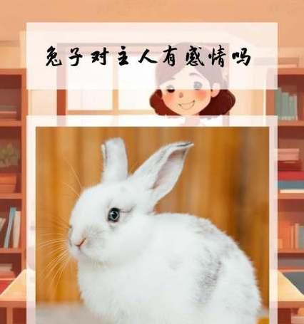 兔子的多样用途（一只可爱的动物，却隐藏着众多的潜力）