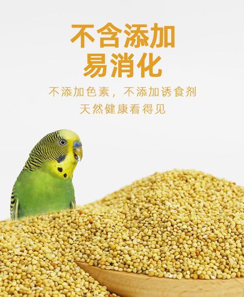 鹦鹉消化问题（了解鹦鹉消化系统以及常见消化问题，选择合适的药物治疗方案）