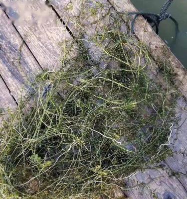 水草掉叶子的原因及解决方法（揭秘水草掉叶子的主要原因，让你的水族箱充满生机）