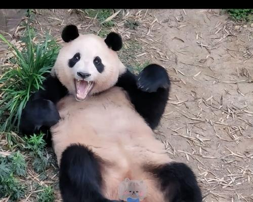 选择合适的人养动物，为宠物幸福生活铺就道路（以什么人养动物能够养好？）
