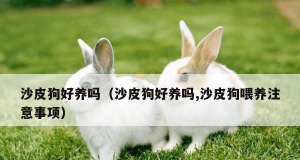 探索沙皮狗（了解沙皮狗的特点、起源和适应环境）