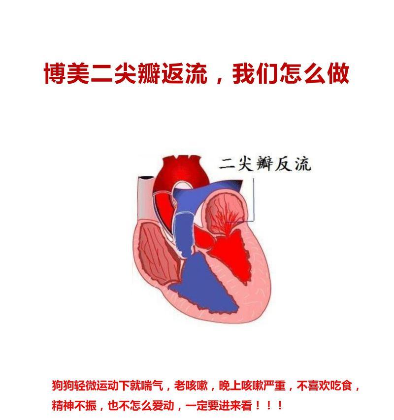 探究狗喘气急促的原因（了解狗喘气急促的病因与处理方法）